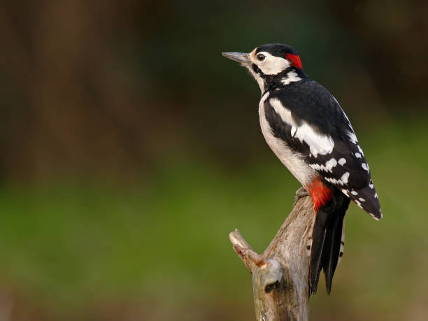 istock Great Spotted Woodpecker on a tree. 1257039613