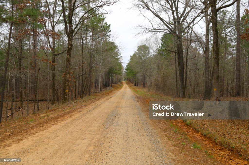 a beautiful rural fall leaves lined dirt road through a calm quiet forest in autumn perfect for seasonal marketing as well as cards posters signs and background backdrop wallpaper Agricultural Field Stock Photo