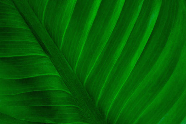 closeup tropical green leaves background
