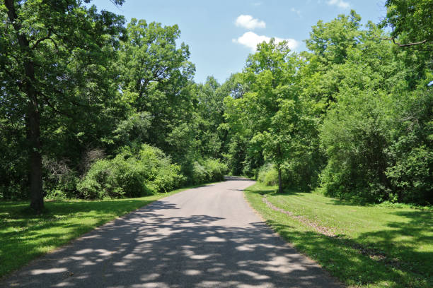a parkland dirt road leading through a grass and vivid shadow casting forest with blue sky perfect for seasonal marketing as well as cards posters signs and background backdrop wallpaper