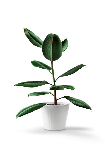 Ficus tree in white pot, isolated (pipal) Ficus tree in white pot, isolated (pipal) indian rubber houseplant stock pictures, royalty-free photos & images