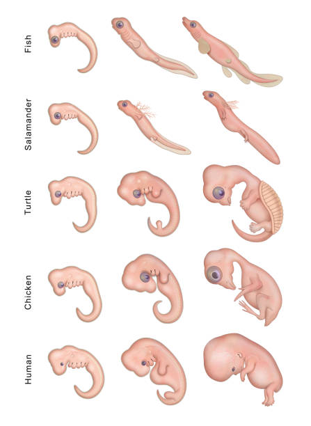 Embryonic Development Stock Illustration - Download Image Now - Animal Embryo, Human Embryo, Development - iStock Embryonic Development Stock Illustration - Download Image Now - Animal Embryo, Human Embryo, Development - iStock