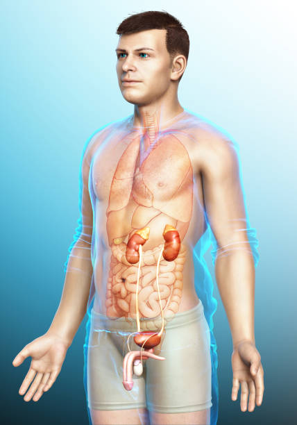 3d rendered, medically accurate illustration of the kidneys