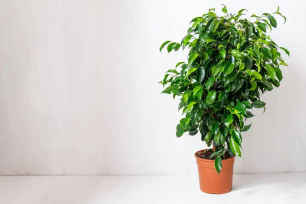 Photo of Plant ficus benjamina in a dark brown pot. Weeping fig, benjamin fig, ficus tree. Nature concept. Home gardening