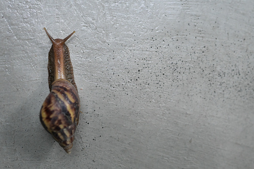 Snail, Land snail, terrestrial pulmonate gastropod molluscs climbing on the cement wall with copy space.