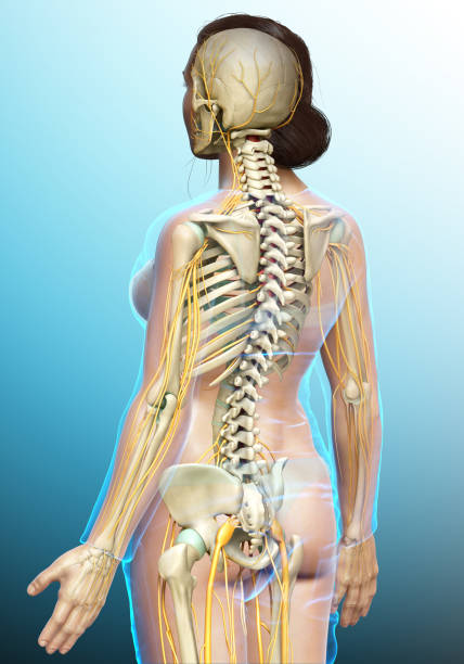 istock 3d rendered medically accurate illustration ofa female nervous system and skeleton system 1257042021