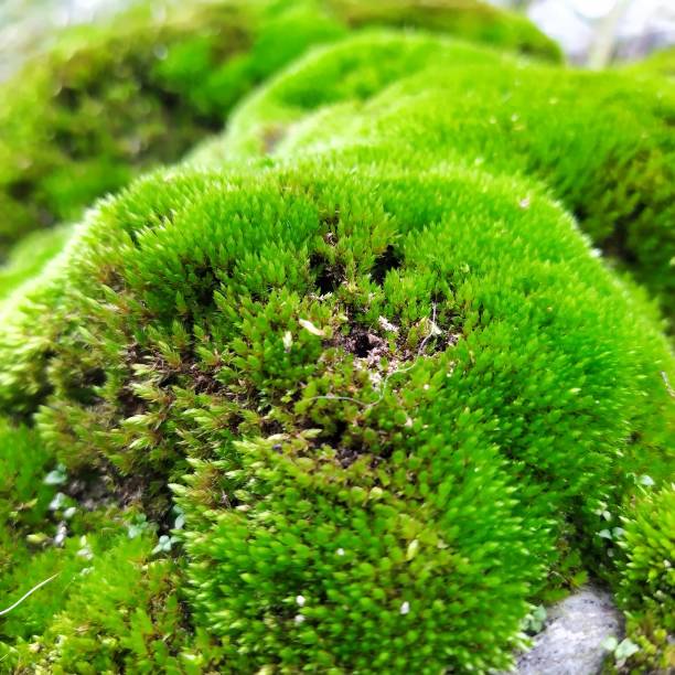 istock Fresh green moss on river stones 1257042039