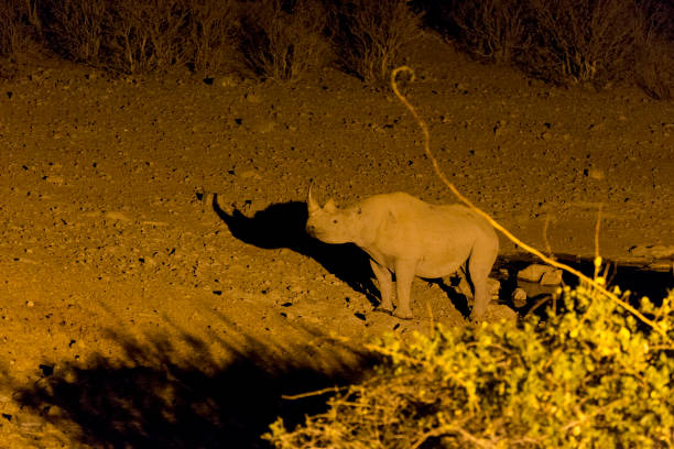 istock A rhino at evening in Etosha park 1257043378