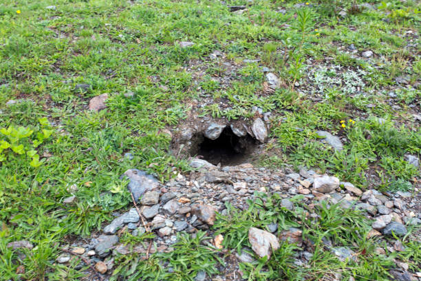 istock A marmot hole in high mountain 1257043401