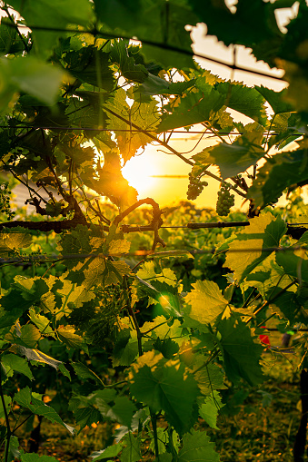 Grape Vines at Sunset with golden glow
