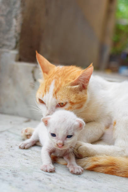 a mother cat in white and brown hair feeding her kittens. kittens suck on a cat"u2019s chest. cat lifestyle (selective focus) - family mother domestic life food imagens e fotografias de stock