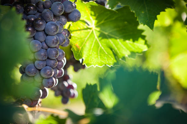 istock Detail of red grape on the vineyard 1257045736