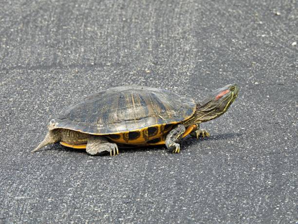 istock Red-eared Slider Turtle (Trachemys scripta elegans) walking in the road 1257045772