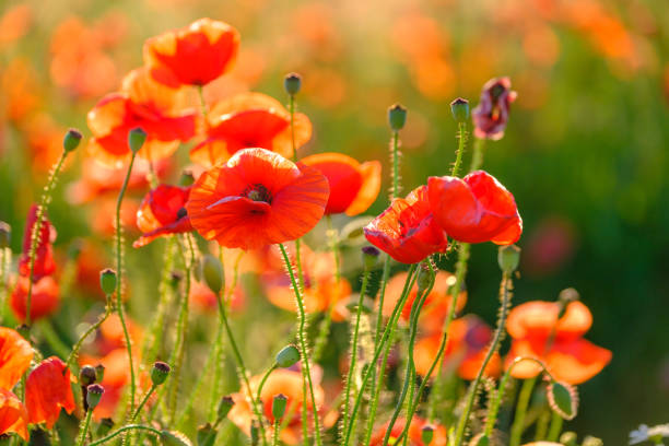 istock Blooming red poppies in a summer meadow 1257045904