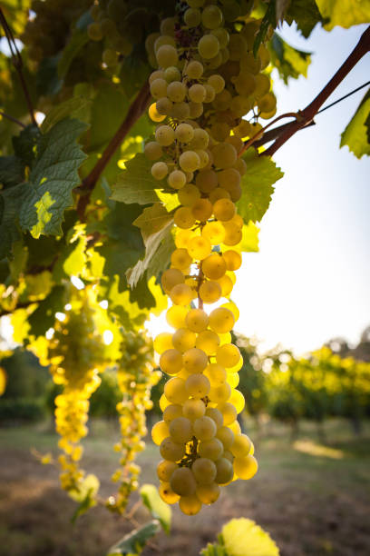 istock Detail of White grape on the vineyard 1257045909