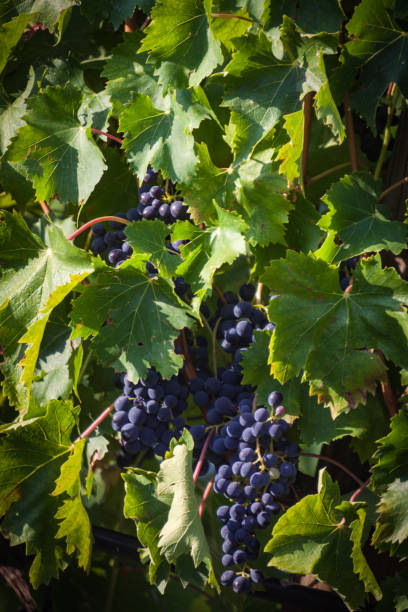 Red grapes hanging from the vineyard. Detail.