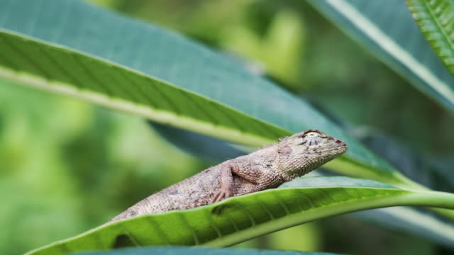 Oriental Garden Lizard on plant leaf close up