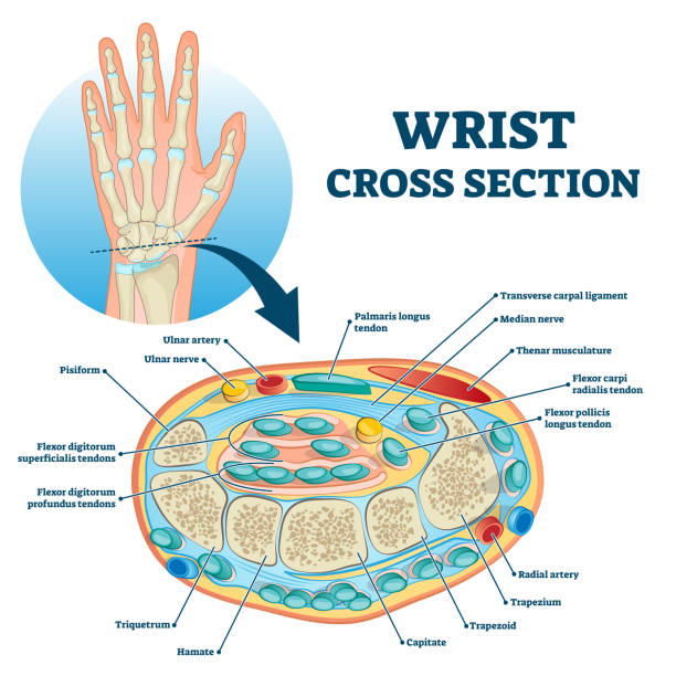 illustrazioni stock, clip art, cartoni animati e icone di tendenza di illustrazione vettoriale dello schema di struttura dell'anatomia educativa della sezione trasversale del polso - ligament