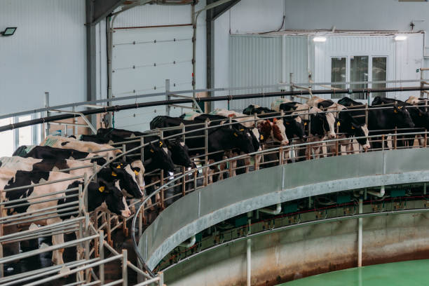 istock Milking cows by automatic industrial milking rotary system in modern diary farm 1257046264