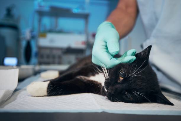 gatto all'ospedale degli animali - animal recovery illness pets foto e immagini stock