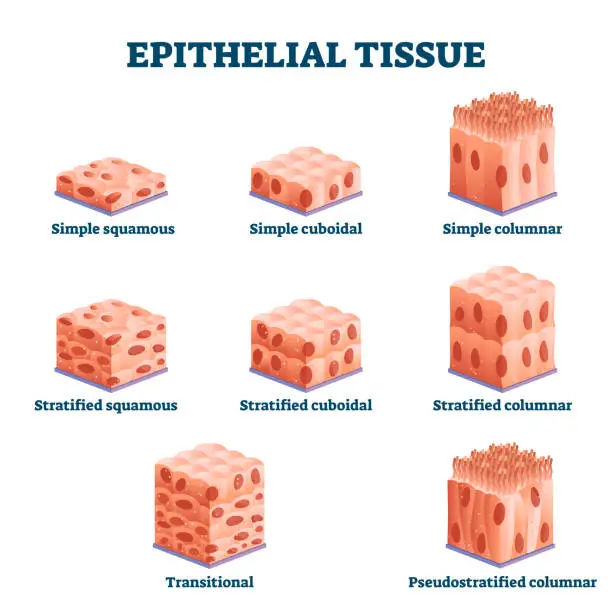 Vector illustration of Epithelial tissue with labeled squamous, cuboidal and columnar examples.