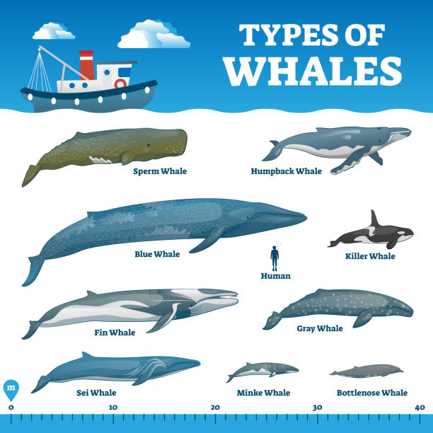 ilustrações de stock, clip art, desenhos animados e ícones de types of whales educational labeled wildlife comparison vector illustration - underwater mine