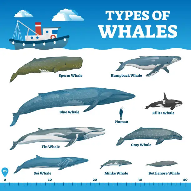 Vector illustration of Types of whales educational labeled wildlife comparison vector illustration