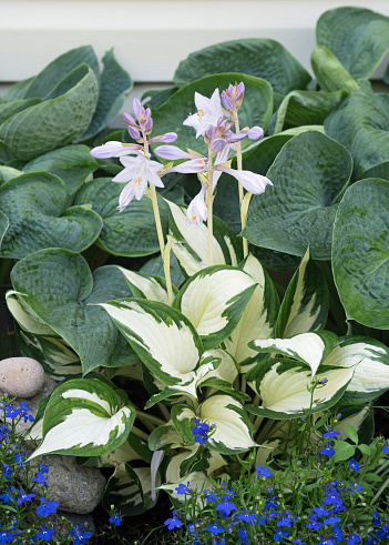 `Fire and Ice` Hosta or Plantain Lily flowering on tall scapes with leaves of white centers & green margins. Abiqua Drinking Gourd Hosta leaves in background & blue flowering Lobelia in foreground.