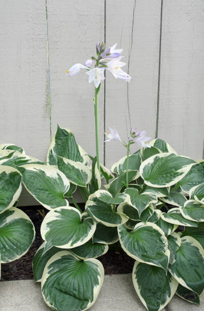 `Patriot` Hosta or Plantain Lily with variegated leaves of green centers and cream margins blooming lavender flowers on tall scapes.