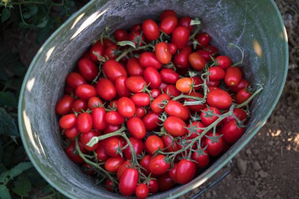 istock cherry tomatoes in a green basket ready to eat under sunlight 1257048639