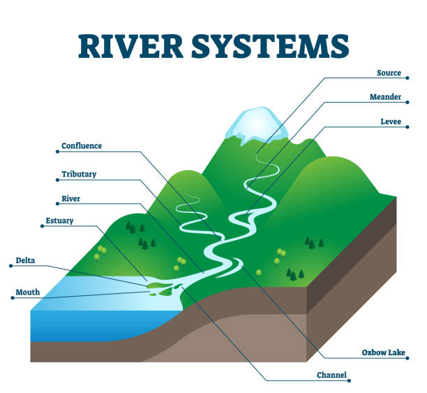 River systems and drainage basin educational structure vector illustration River systems and drainage basin educational structure vector illustration. Geological description with water flow from source to sea. Labeled scheme with levee, confluence, tributary, delta and oxbow estuary stock illustrations