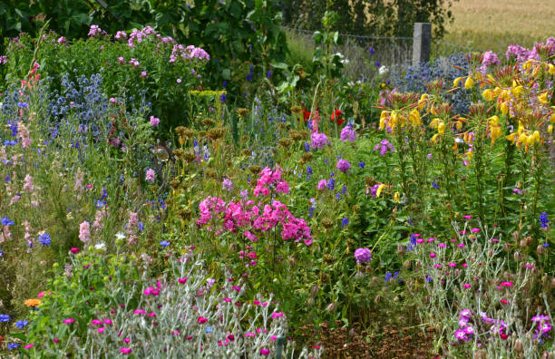 istock colorful flower bed 1257048924