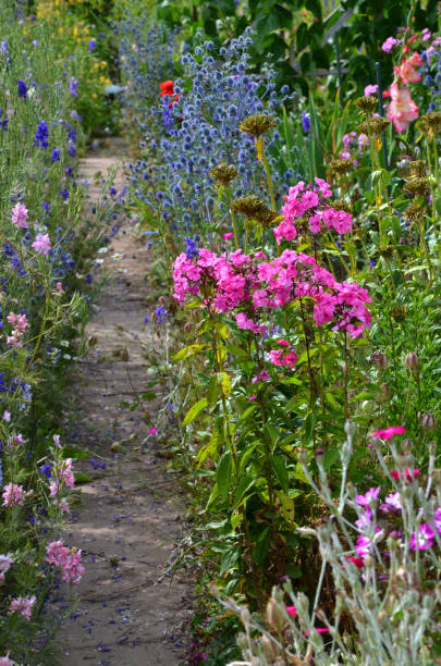 istock colorful flower bed 1257048944