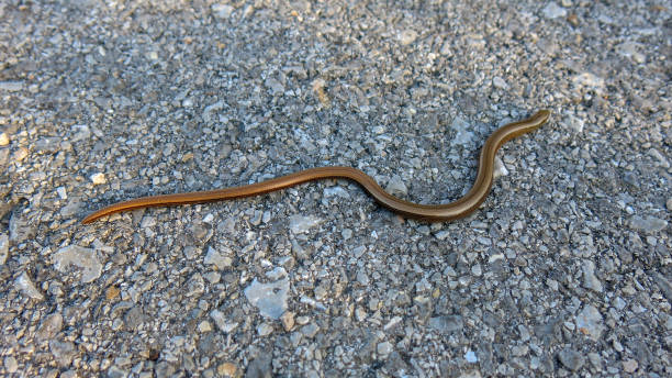 istock Blind Snake brittle on asphalt road with small stones. Indotyphlops braminus 1257048947