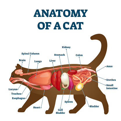 Anatomy of cat with inside structure and organs scheme vector illustration.