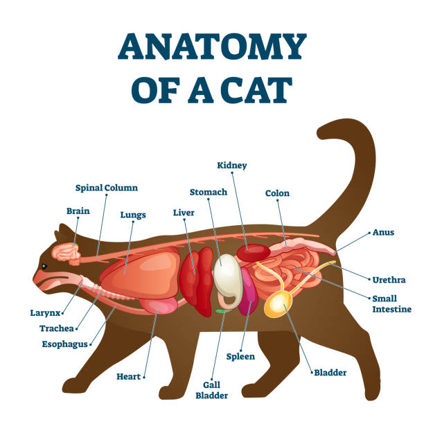 Anatomy of cat with inside structure and organs scheme vector illustration. Anatomy of cat with inside structure and organs scheme vector illustration. Educational veterinary and zoology study with inner system titles and location. Kitten colon, stomach, liver and spleen. animal lung stock illustrations