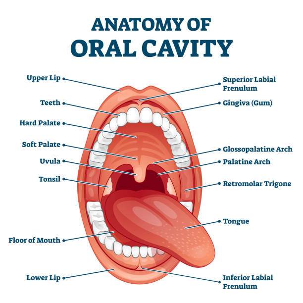 oralhohlraum anatomie mit pädagogischer beschriftung struktur vektor-illustration - menschlicher mund stock-grafiken, -clipart, -cartoons und -symbole