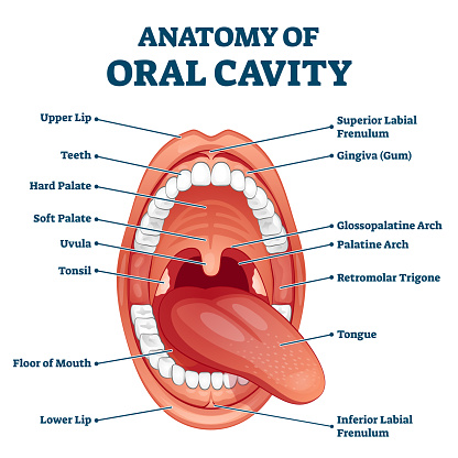 Oral cavity anatomy with educational labeled structure vector illustration. Dental medical scheme for stomatology study. Healthy cloesup mouth with labial frenulum, gingiva and glossopalatine arch.