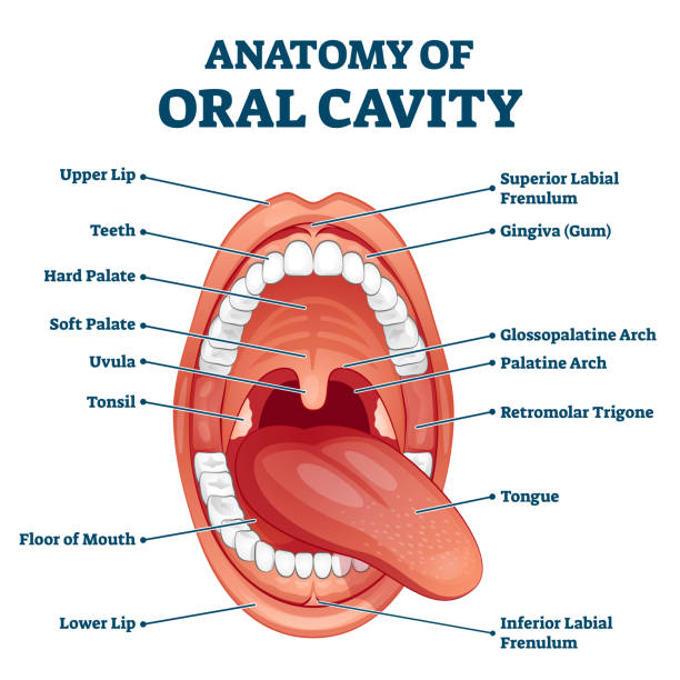 Oral cavity anatomy with educational labeled structure vector illustration Oral cavity anatomy with educational labeled structure vector illustration. Dental medical scheme for stomatology study. Healthy cloesup mouth with labial frenulum, gingiva and glossopalatine arch. human mouth stock illustrations
