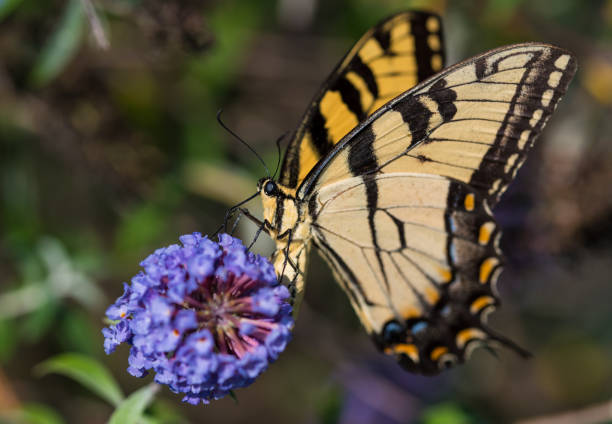 istock Butterfly on a Butterfly Bush 1257050336