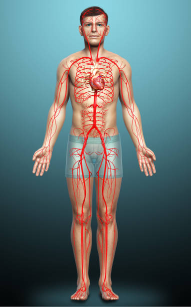 3d rendered medically accurate illustration of male arteries stock photo