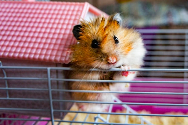 istock Syrian fluffy ginger hamster looks from a decorative pink house in a cage. 1257050545