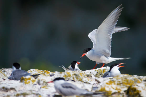 istock White bird tern. Bird nest. Bird: Common Tern Sterna hirundo. Colorful nature background. 1257052087