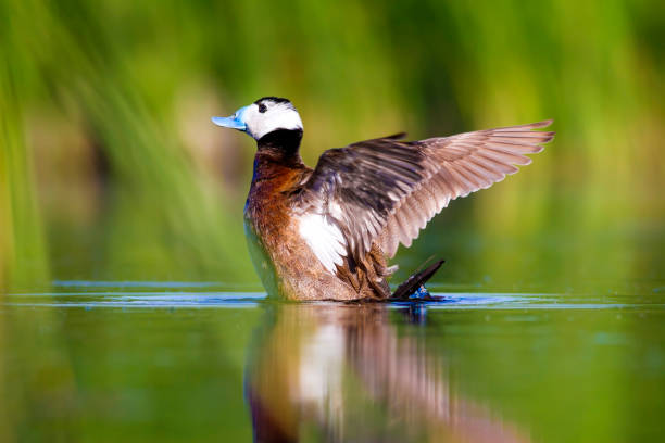 istock Swiming duck. Green nature background. Duck: White headed duck. Oxyura leucocephala. 1257052426