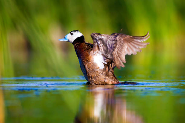 istock Swiming duck. Green nature background. Duck: White headed duck. Oxyura leucocephala. 1257052643