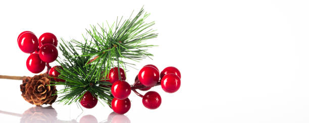 istock Noel flower on white background 1257053505