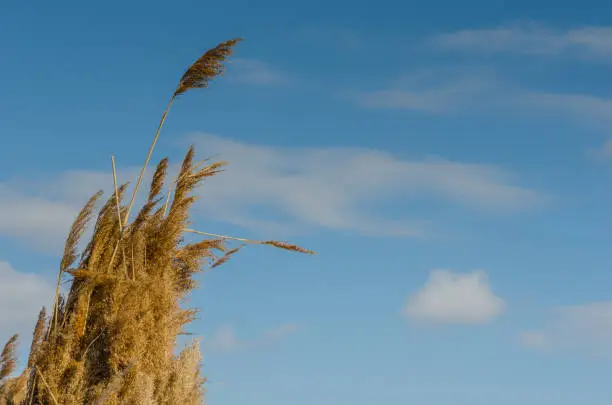 reed detail with sky at the lake