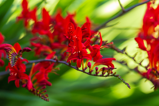 crimson red Crocosmia Lucifer flowers in summer garden.