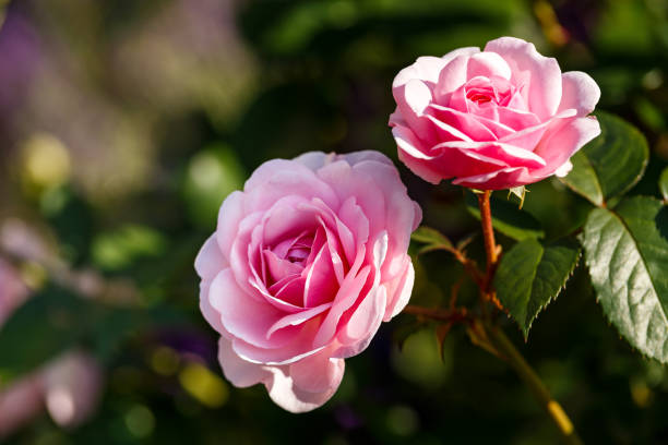 оливия роза остин английский кустарник розовые цветы в летнем саду - rose pink flower freshness стоковые фото и изображения