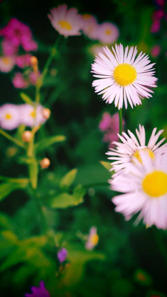 istock Artistic chamomile flowers with copy space 1257055078